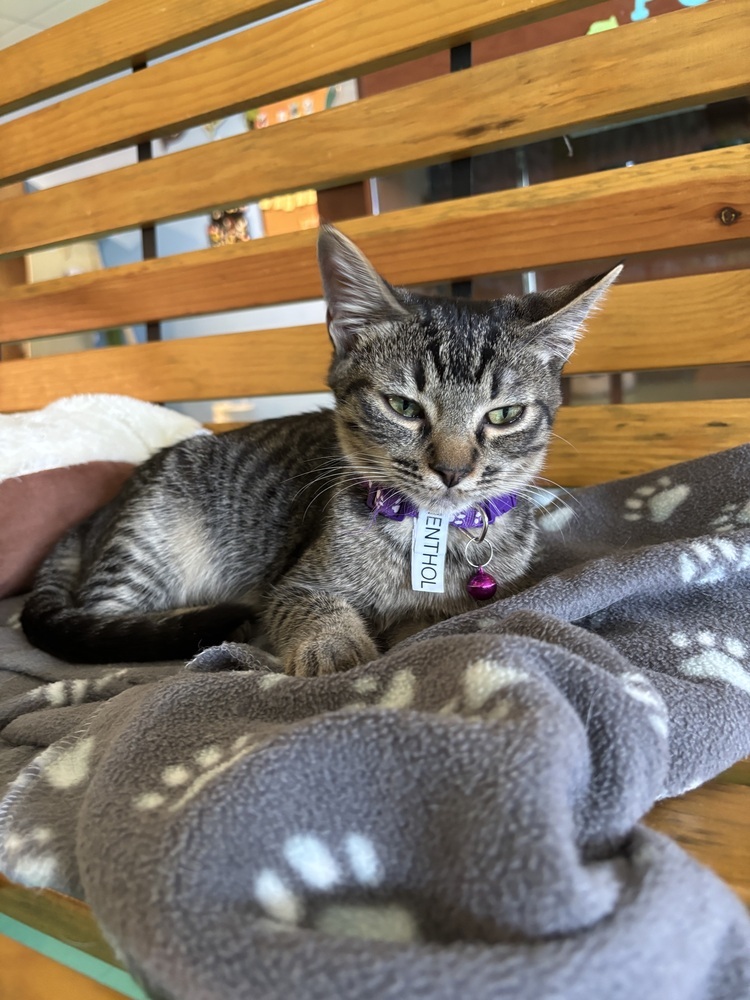 Menthol, an adoptable Domestic Short Hair in Lafayette, CO, 80026 | Photo Image 2