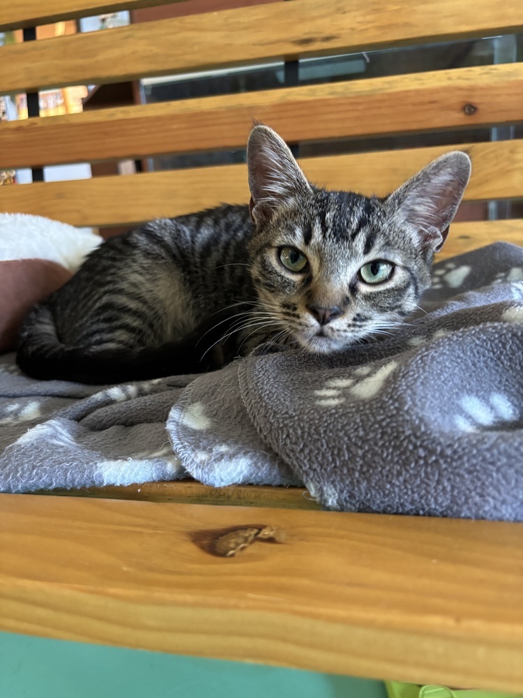 Menthol, an adoptable Domestic Short Hair in Lafayette, CO, 80026 | Photo Image 3