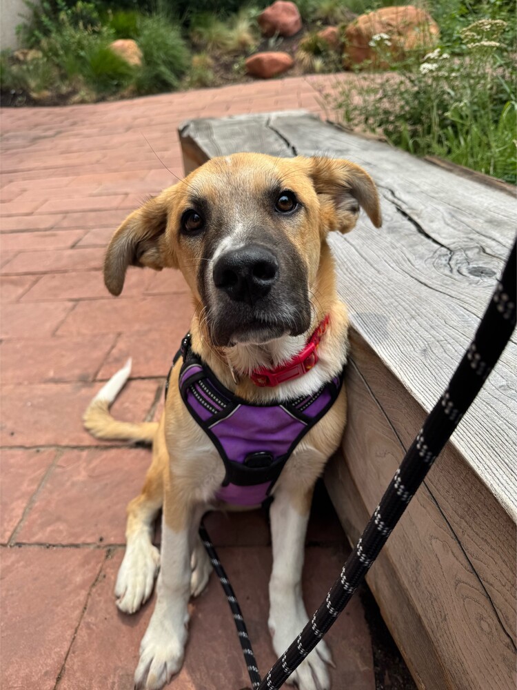 Axel