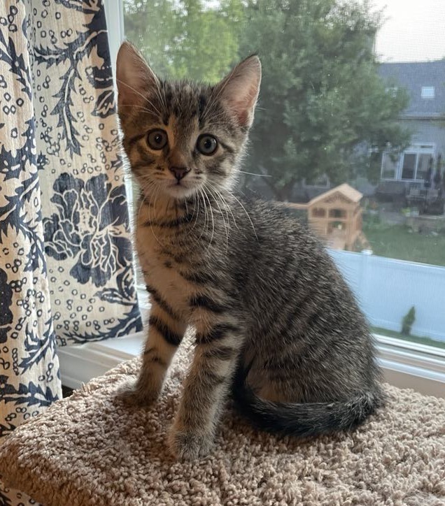 Millie