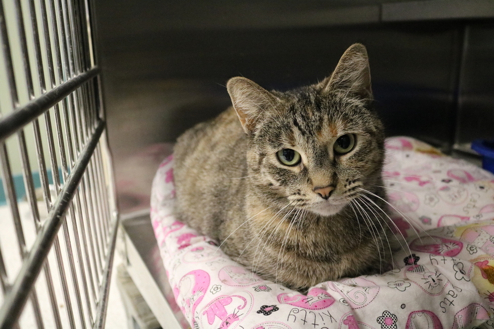 Ginny, an adoptable Domestic Short Hair in Houghton, MI, 49931 | Photo Image 1