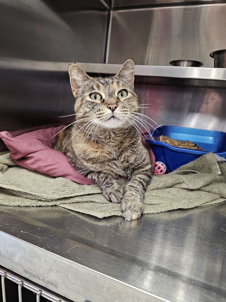 Ginny, an adoptable Domestic Short Hair in Houghton, MI, 49931 | Photo Image 2
