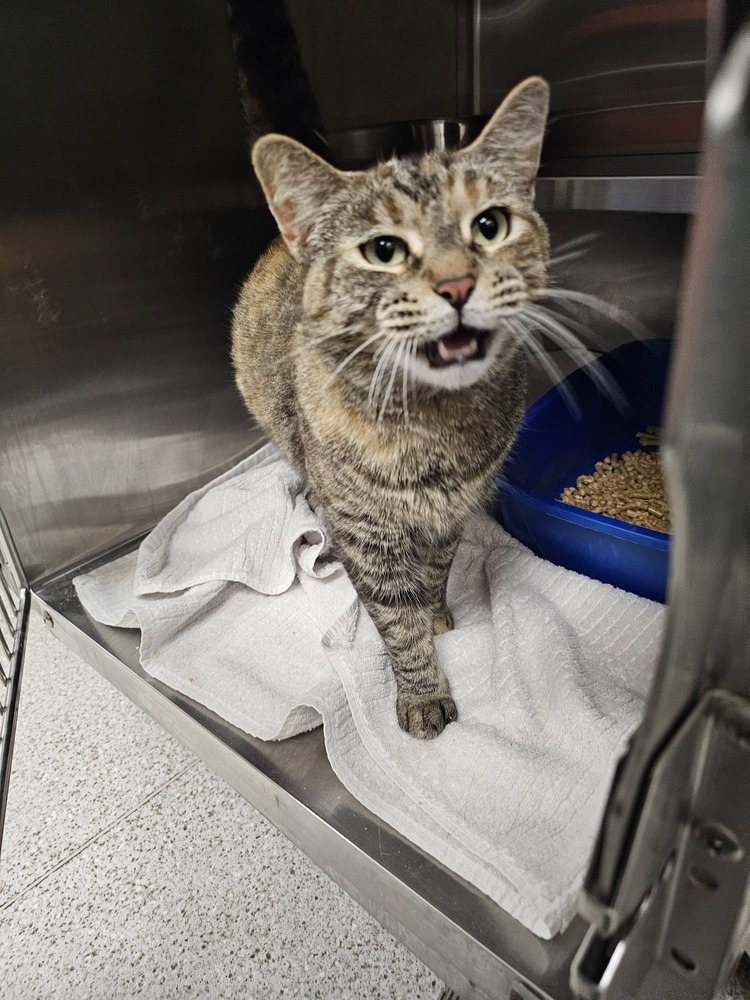 Ginny, an adoptable Domestic Short Hair in Houghton, MI, 49931 | Photo Image 3