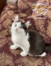 Miss Fudge photo 1