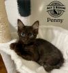 Penny 3 photo 2