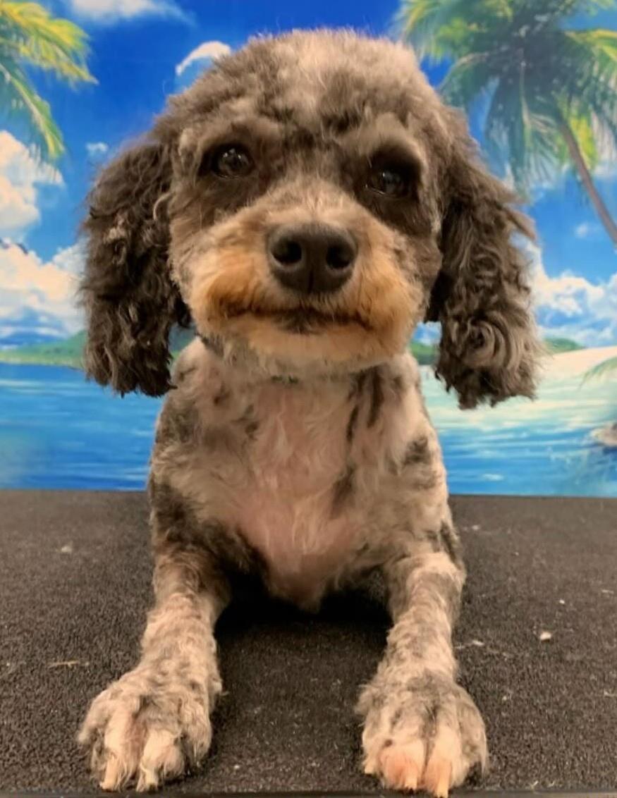 Macy, an adoptable Cockapoo in Westminster, MD, 21158 | Photo Image 1