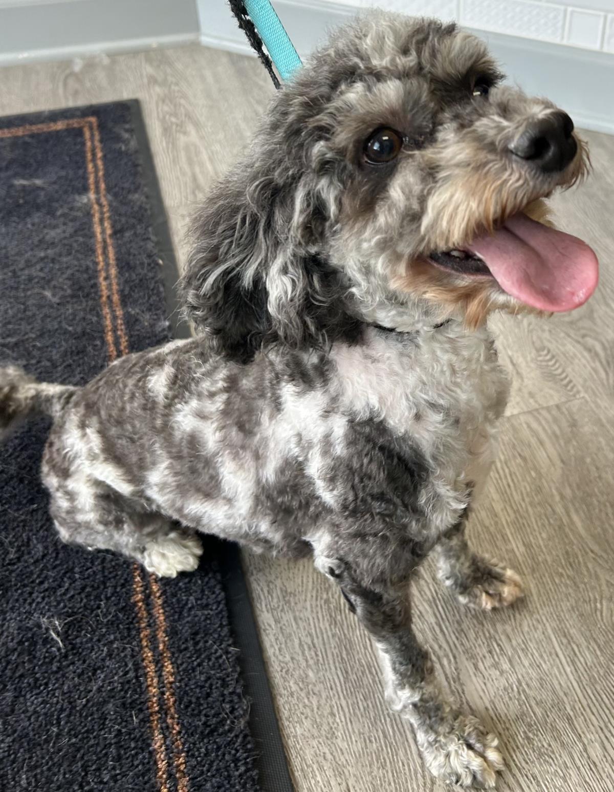 Macy, an adoptable Cockapoo in Westminster, MD, 21158 | Photo Image 2