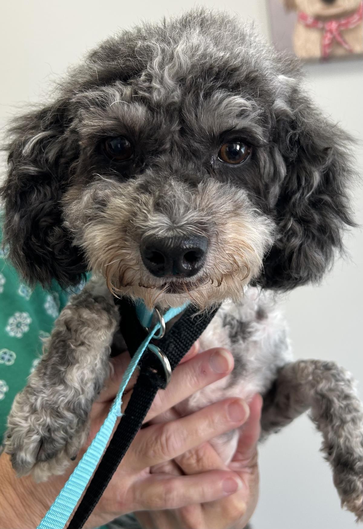 Macy, an adoptable Cockapoo in Westminster, MD, 21158 | Photo Image 3