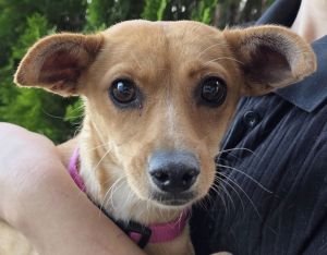 Macarena Kona, Adult Female unknown