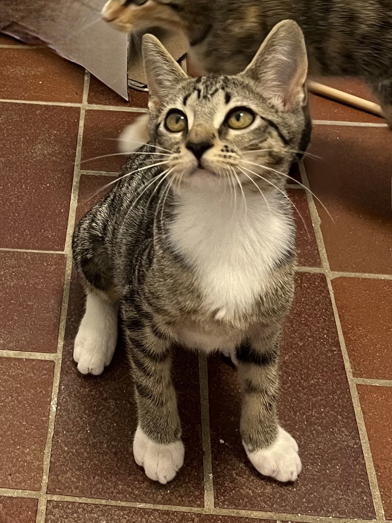 KITTEN DOTTIE