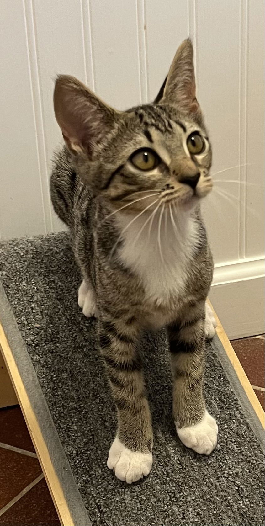 KITTEN DOTTIE