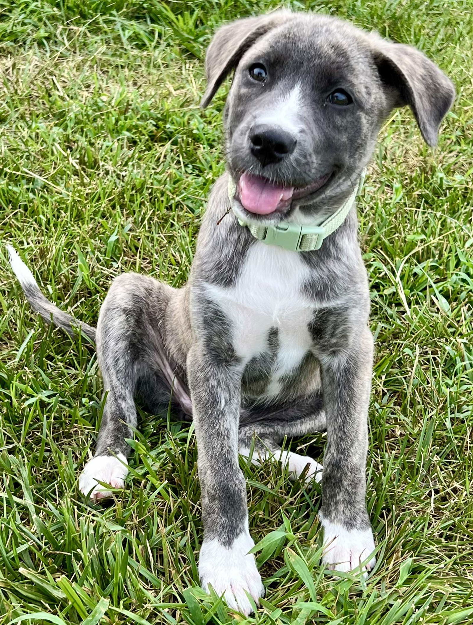 PUPPY AURORA SMART PUP