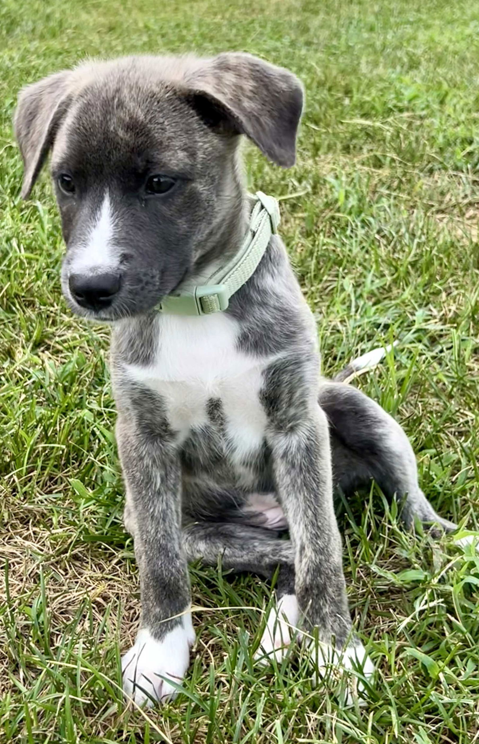 PUPPY AURORA SMART PUP