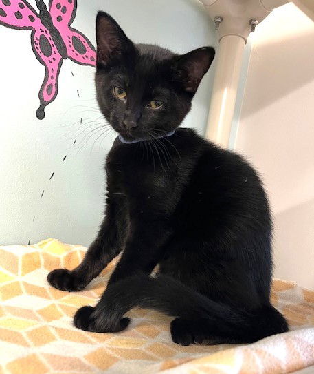 Kitten Idris