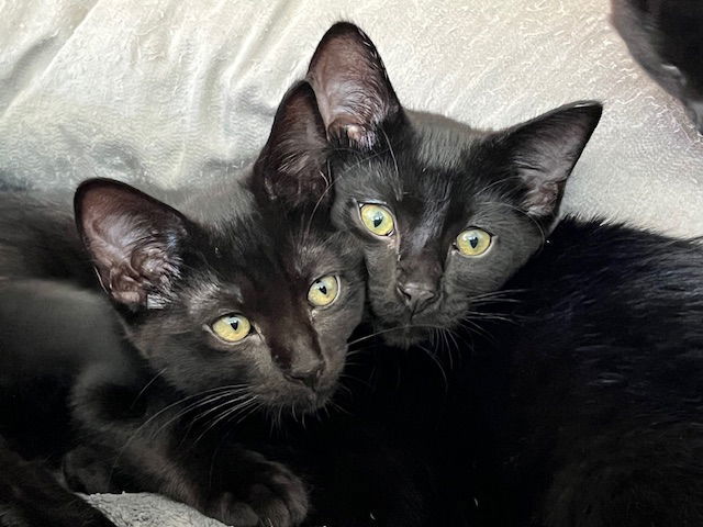 Kitten Idris