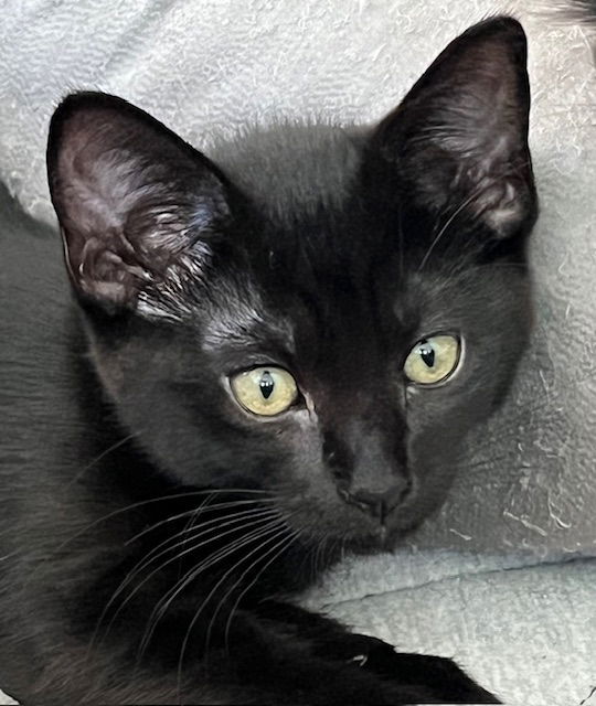 Kitten Issa