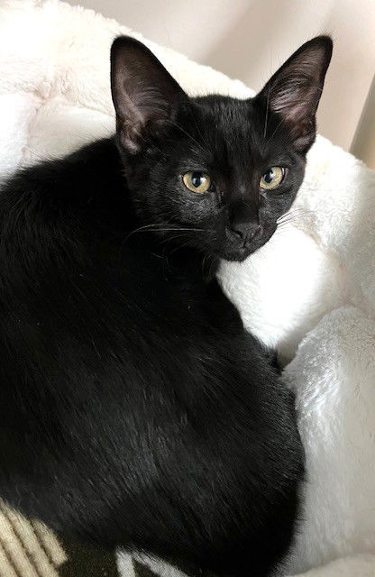 Kitten Issa