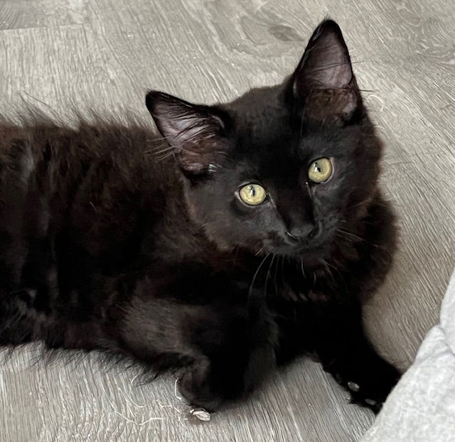 Kitten Ignacio