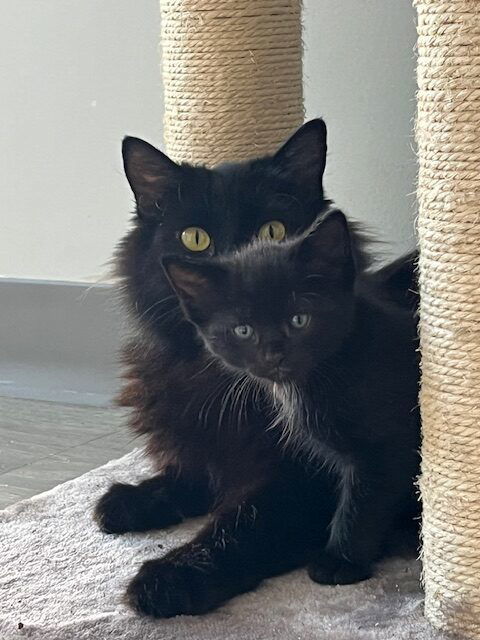Kitten Ignacio
