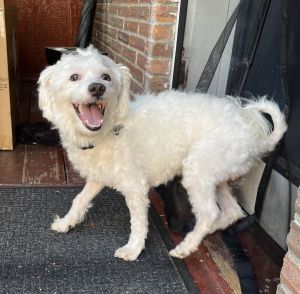 Animal Profile Eugene is an approximately 6 year old 14lb male Maltese mix joining us from Moreno 