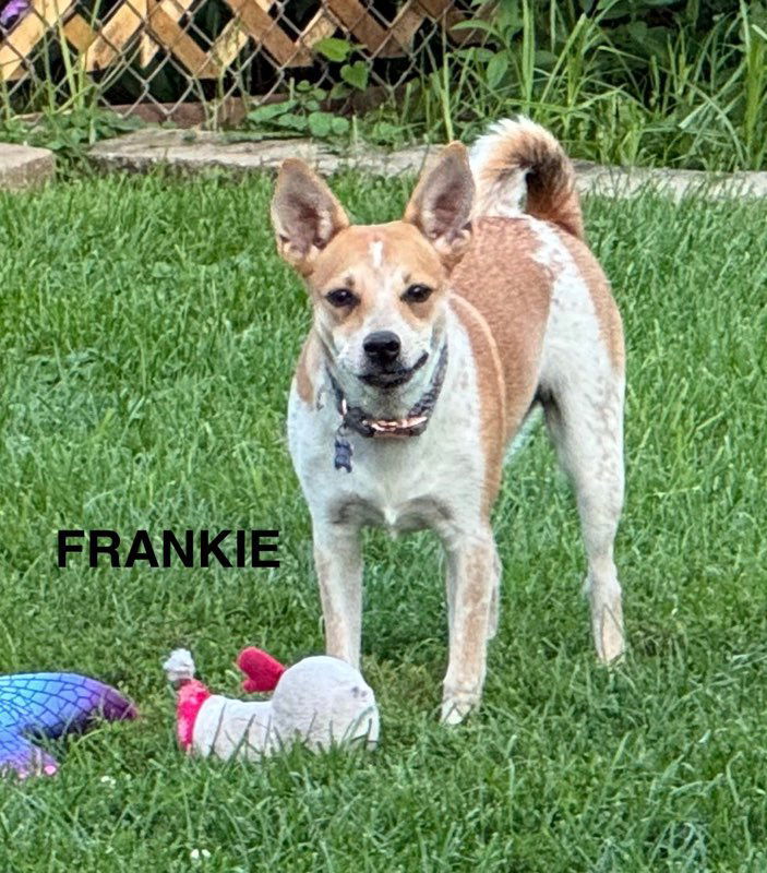 Frankie