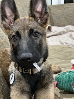 Meet Herstal the last littermate to join Brussels Durbuy also known as Wrigley Leuven also kno