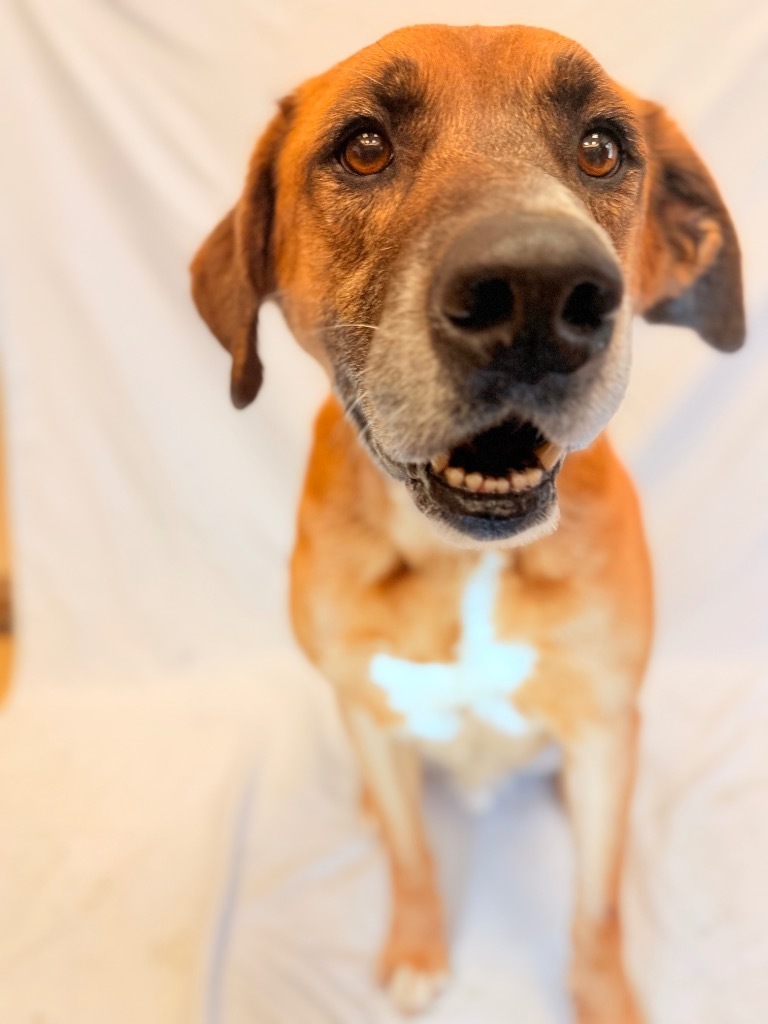 BRUTUS