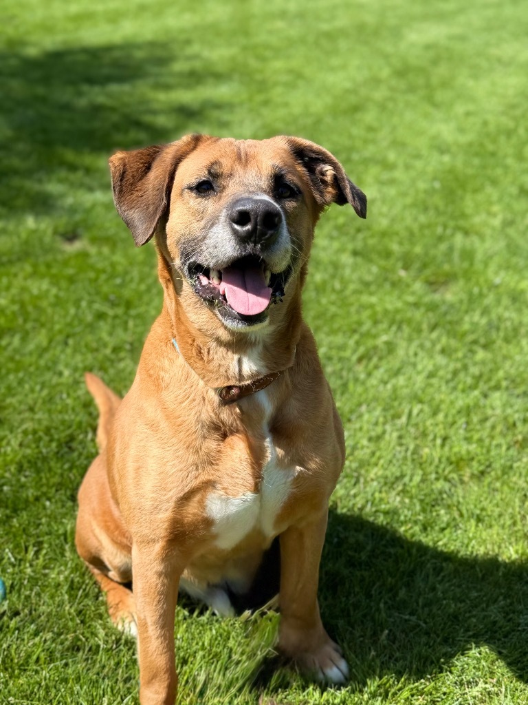 BRUTUS
