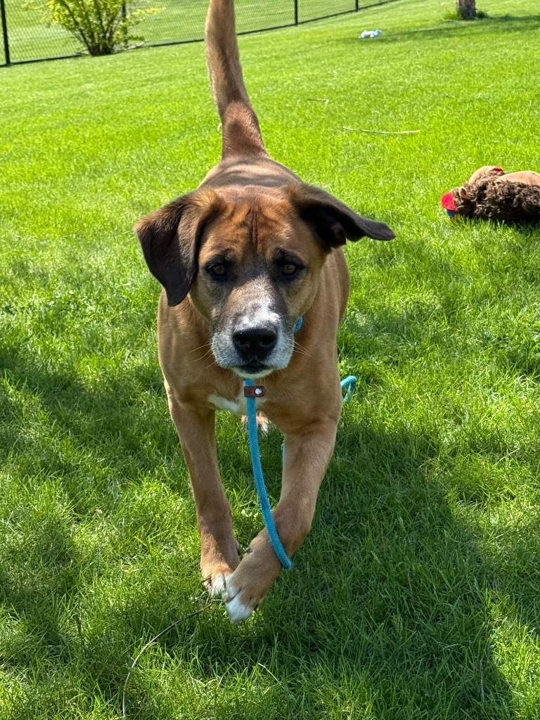 BRUTUS