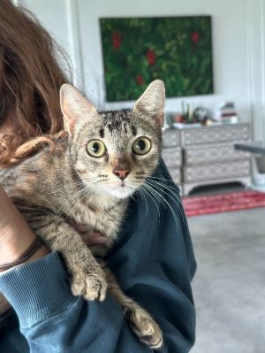 Kitty Domestic Short Hair Cat