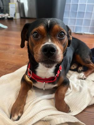 Whiskey Mixed Breed Dog