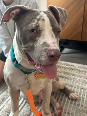 Ghost Mixed Breed Dog