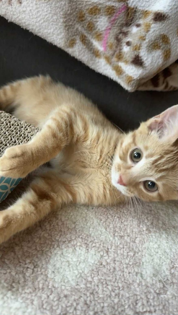 Widget