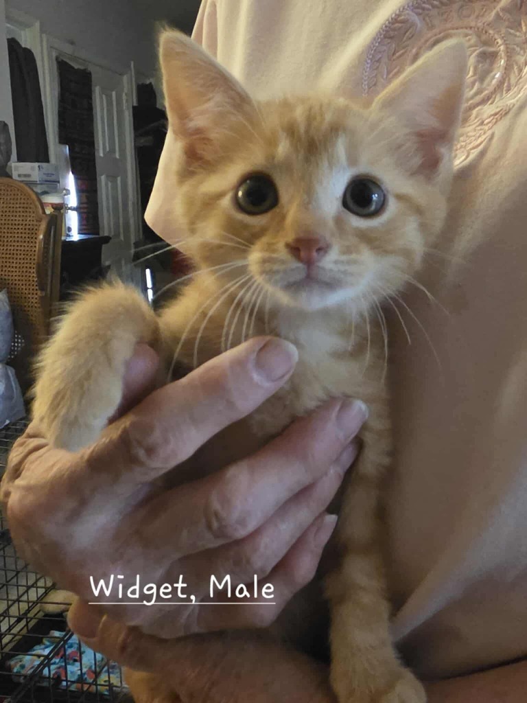 Widget