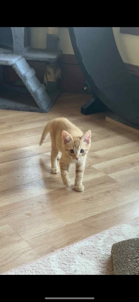 Widget