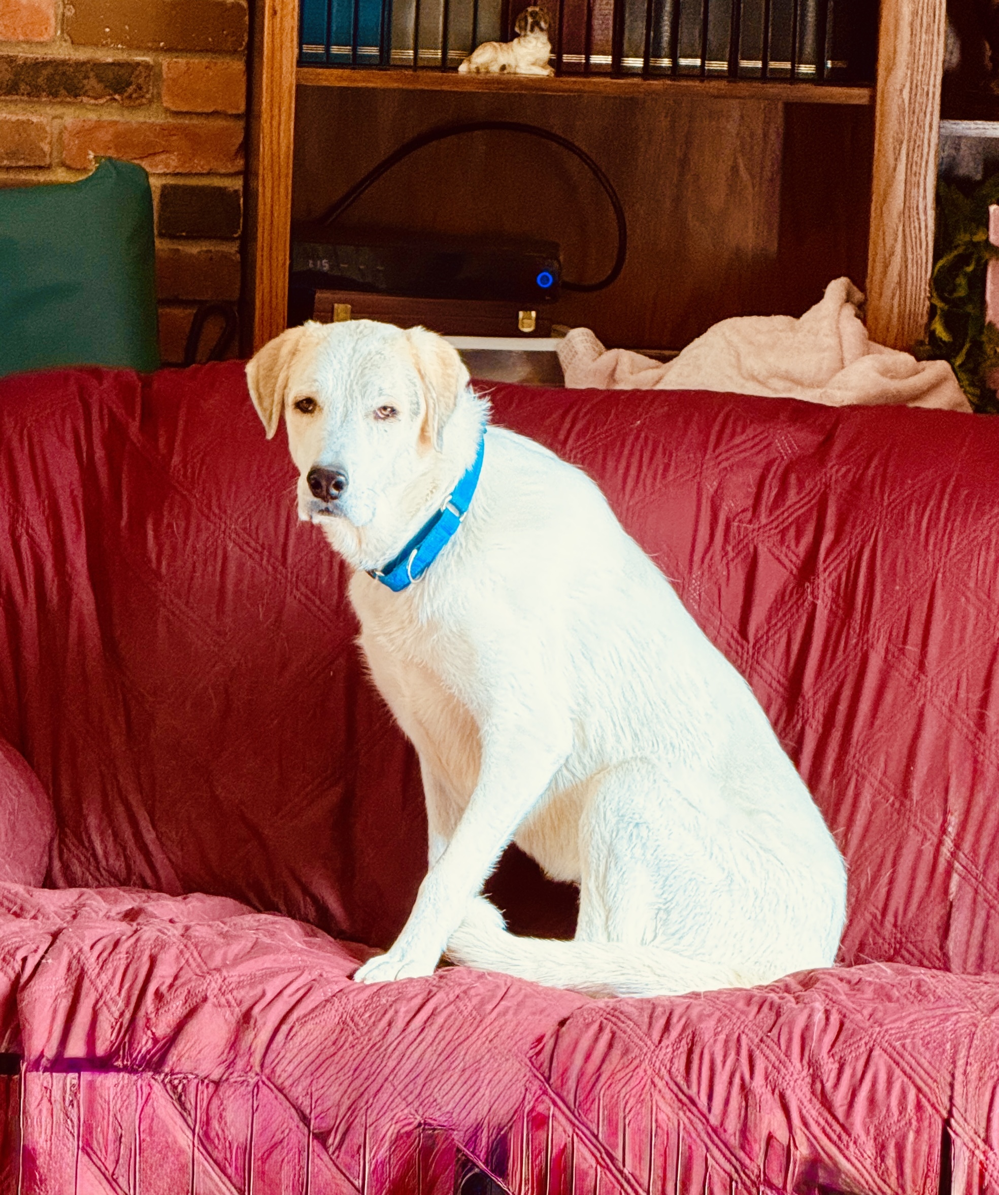 Rain, an adoptable Great Pyrenees, Anatolian Shepherd in Windsor, CO, 80550 | Photo Image 1