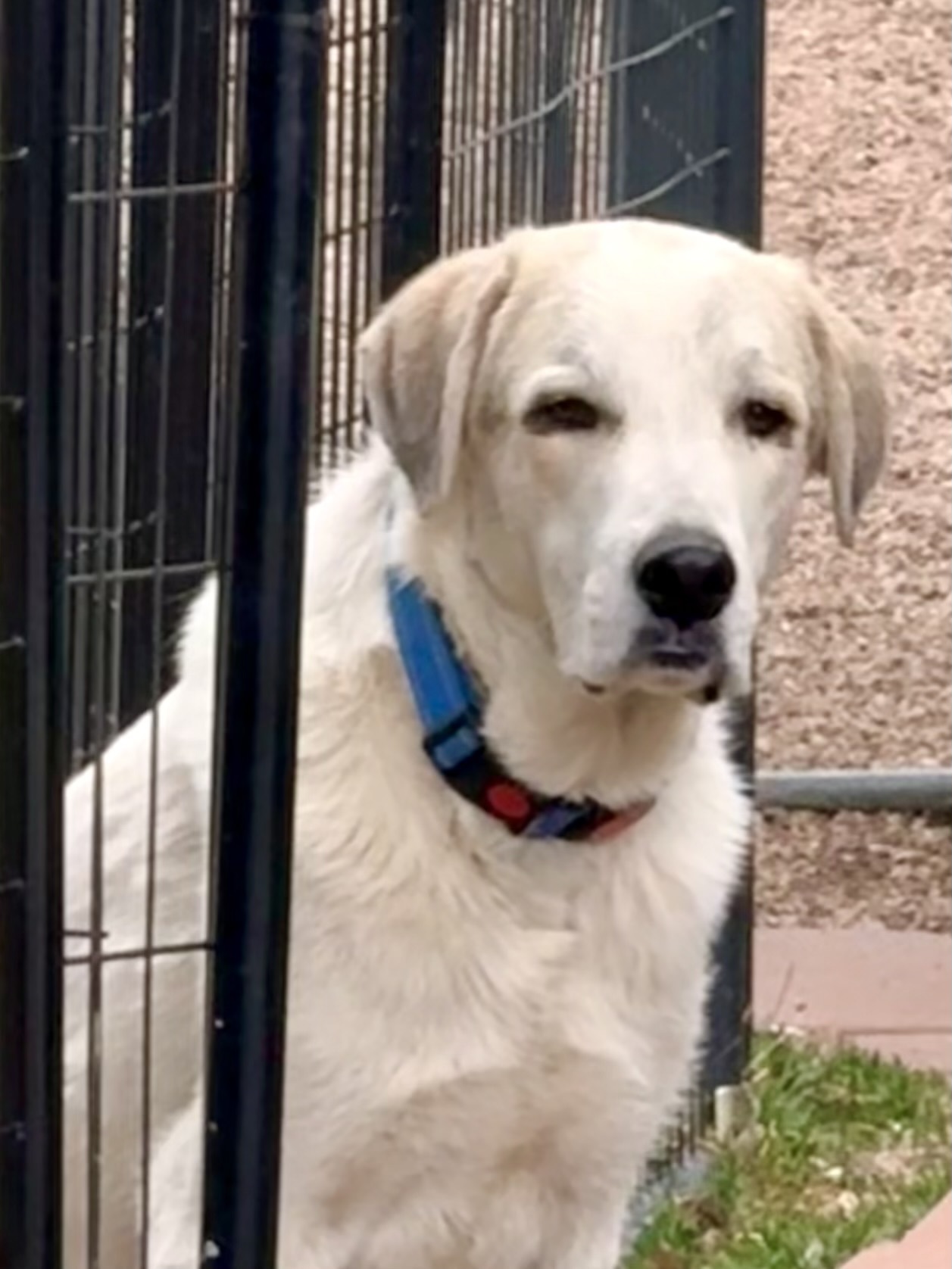 Rain, an adoptable Great Pyrenees, Anatolian Shepherd in Windsor, CO, 80550 | Photo Image 3