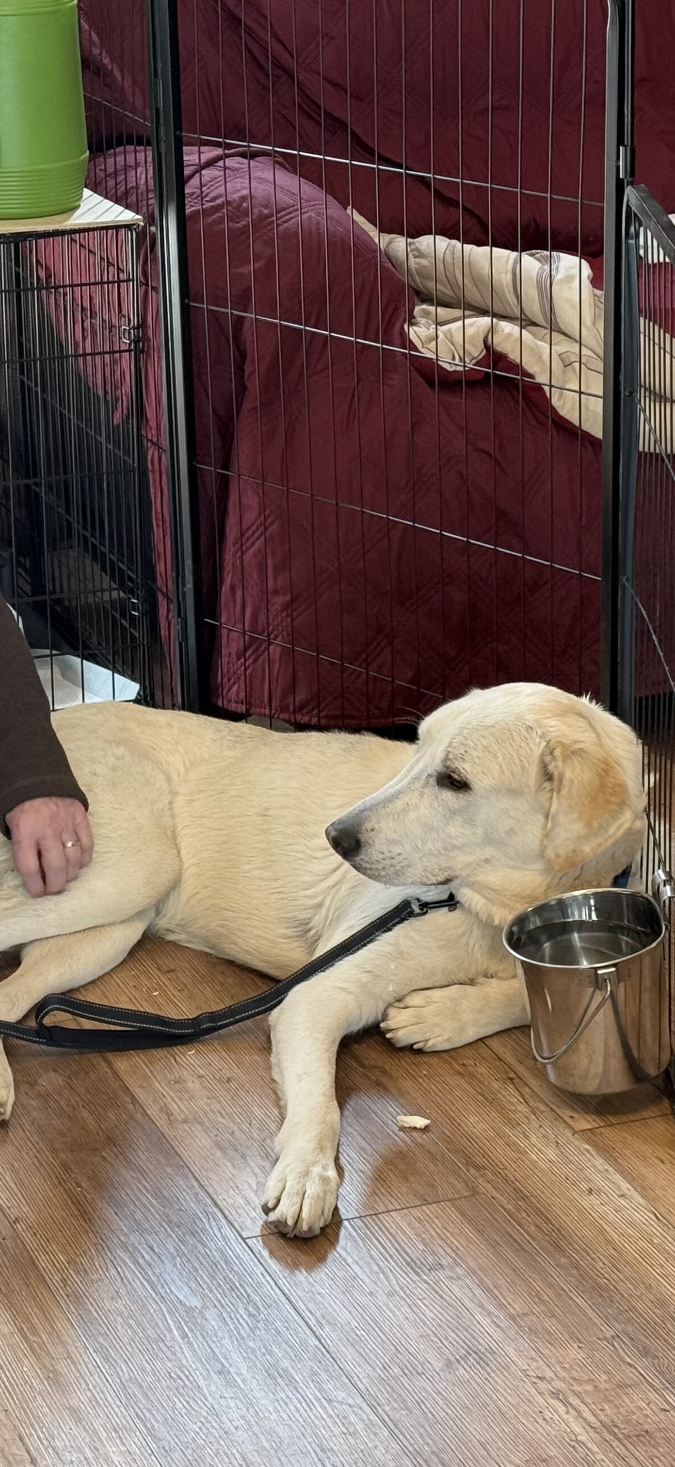 Rain, an adoptable Great Pyrenees, Anatolian Shepherd in Windsor, CO, 80550 | Photo Image 4