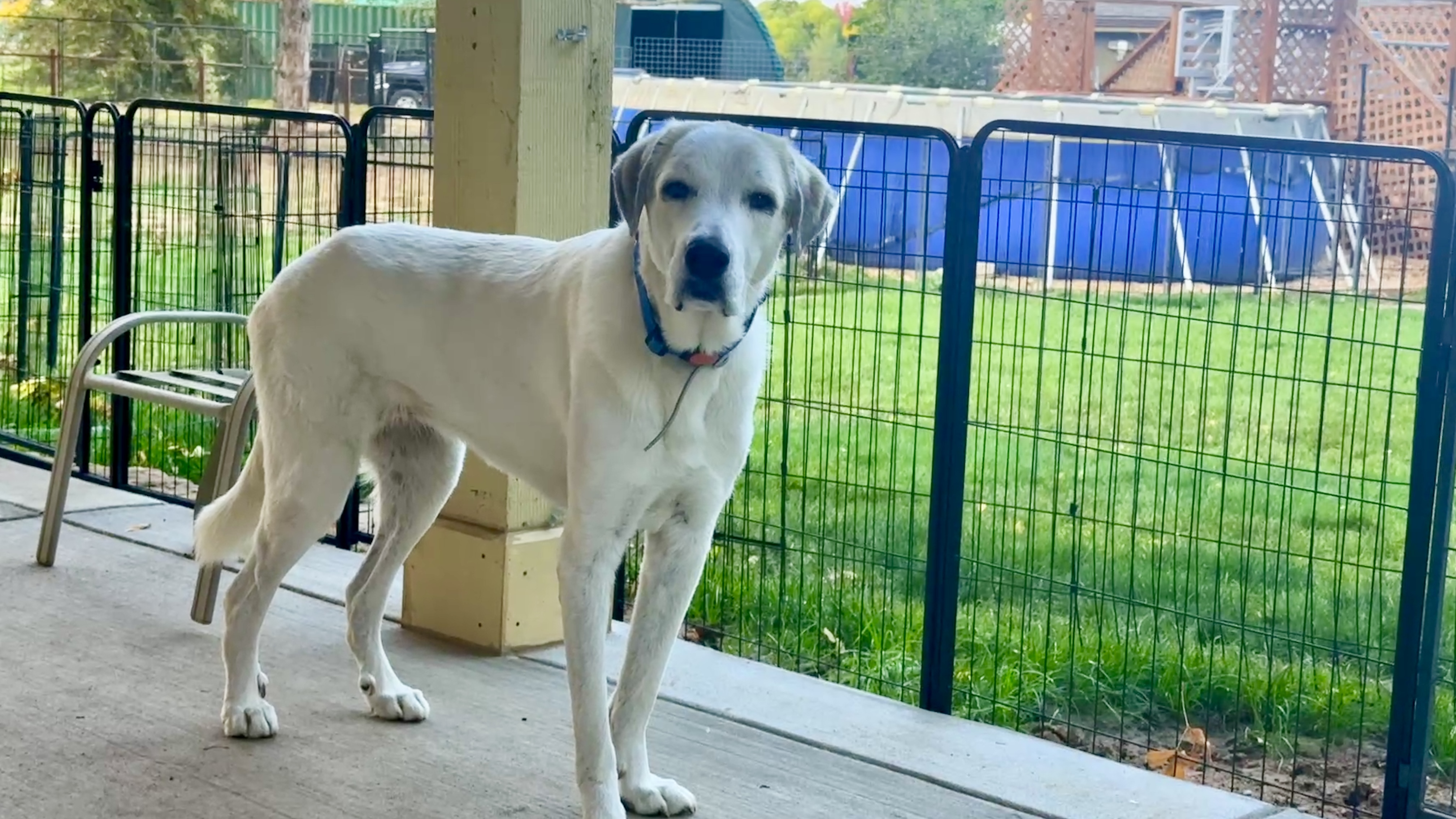 Snow, an adoptable Great Pyrenees, Anatolian Shepherd in Windsor, CO, 80550 | Photo Image 1
