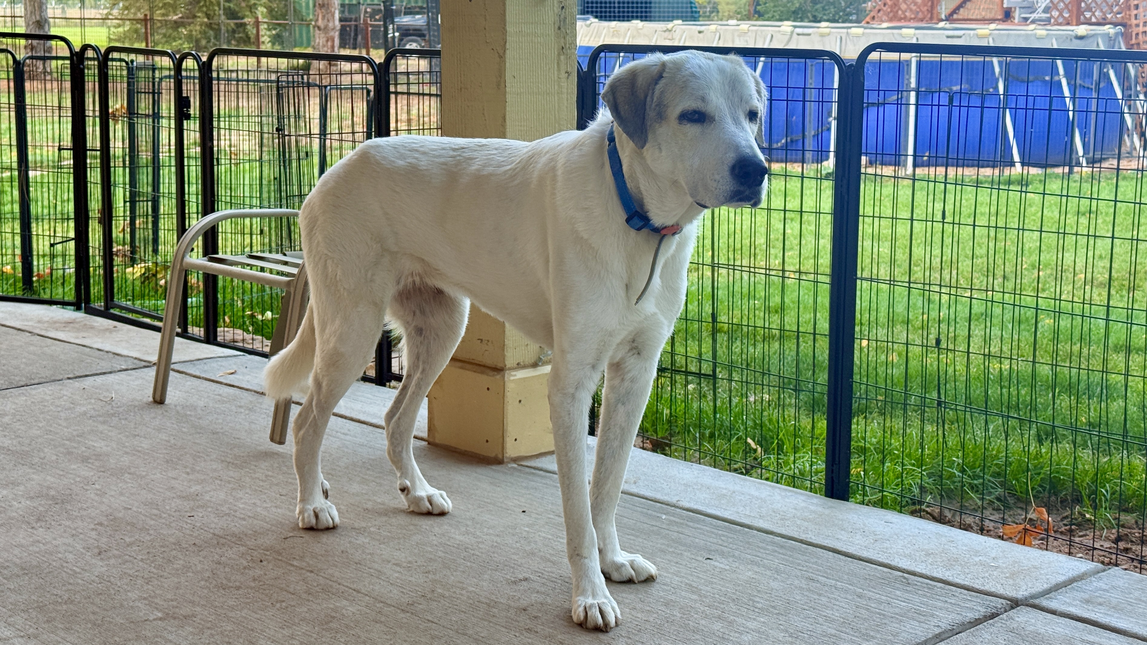 Snow, an adoptable Great Pyrenees, Anatolian Shepherd in Windsor, CO, 80550 | Photo Image 2