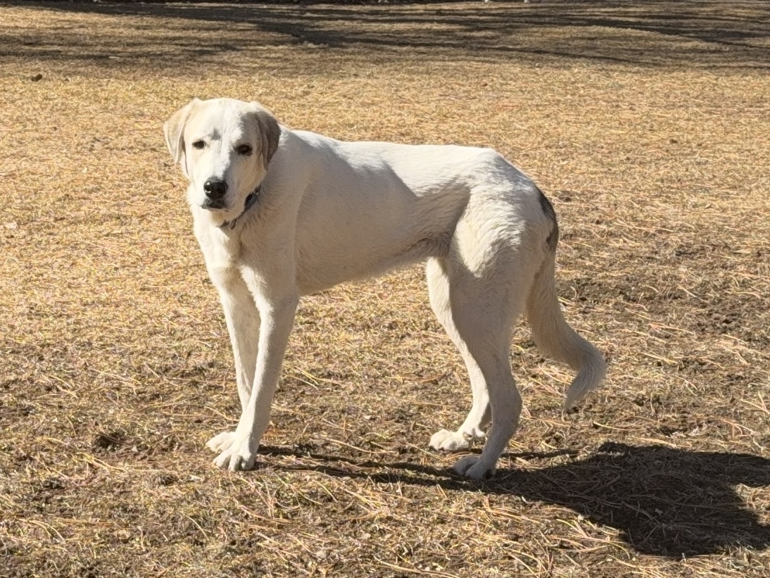 Snow, an adoptable Great Pyrenees, Anatolian Shepherd in Windsor, CO, 80550 | Photo Image 4