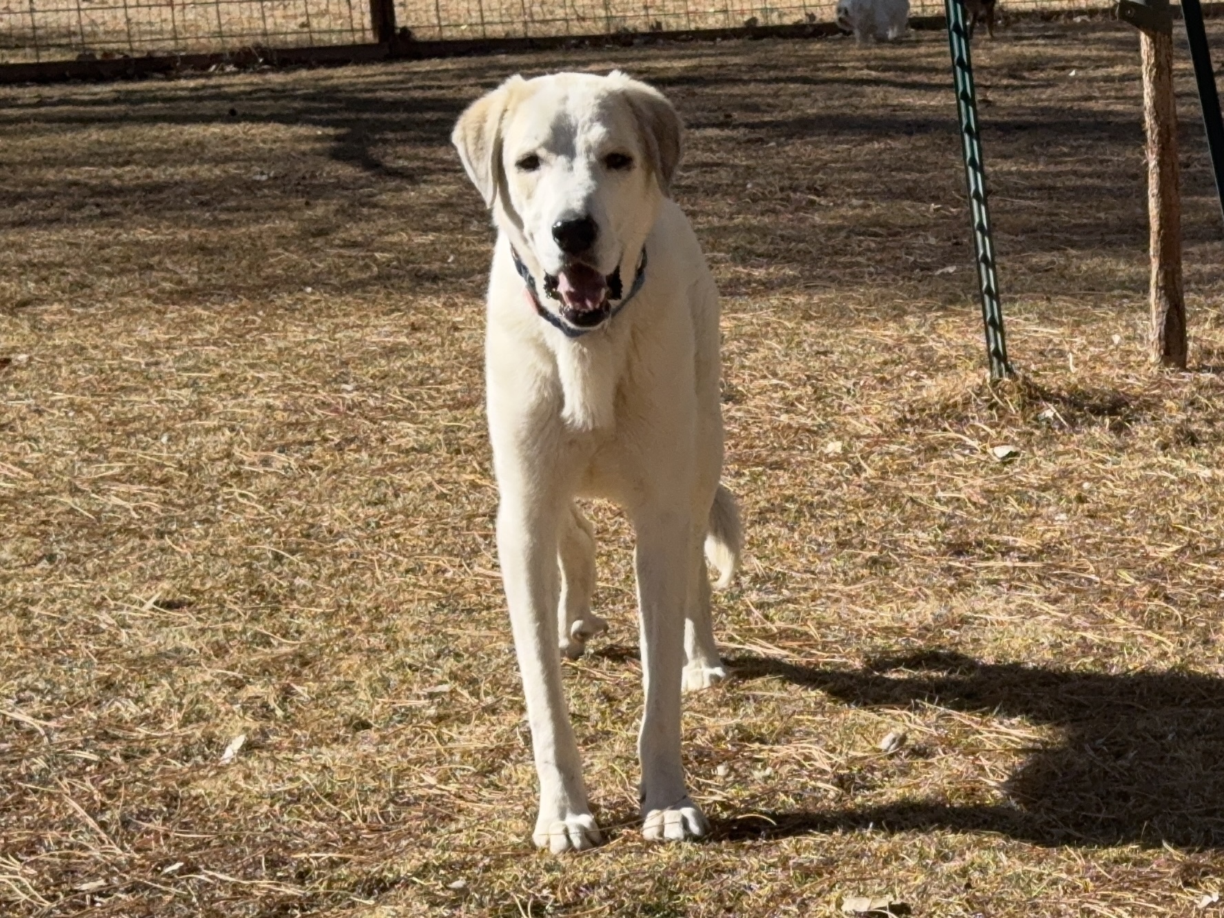 Snow, an adoptable Great Pyrenees, Anatolian Shepherd in Windsor, CO, 80550 | Photo Image 6