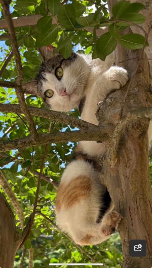 Dinah - She is Dinah-mite! Calico Cat