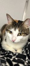 Dinah - JUST As lovely as her name! photo 1