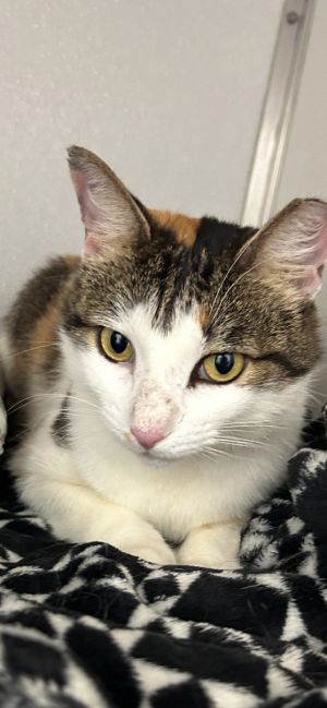 Dinah - JUST As lovely as her name!, Young Female unknown