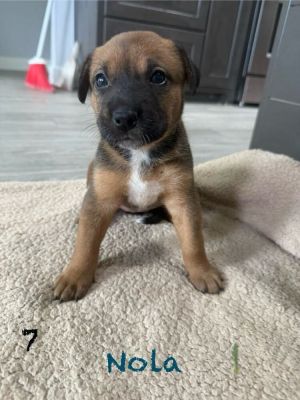 Nola, Baby Female unknown