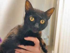783289, Adult Female unknown