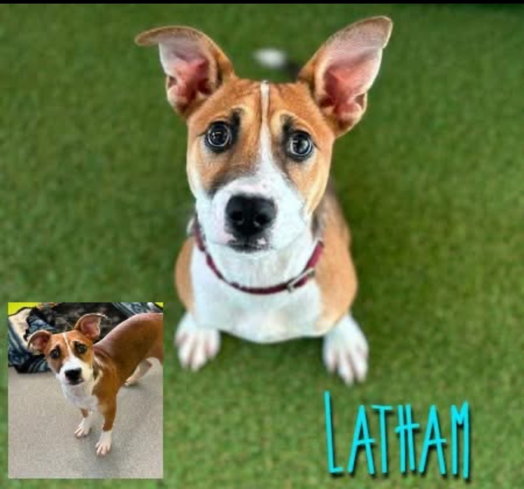 Latham
