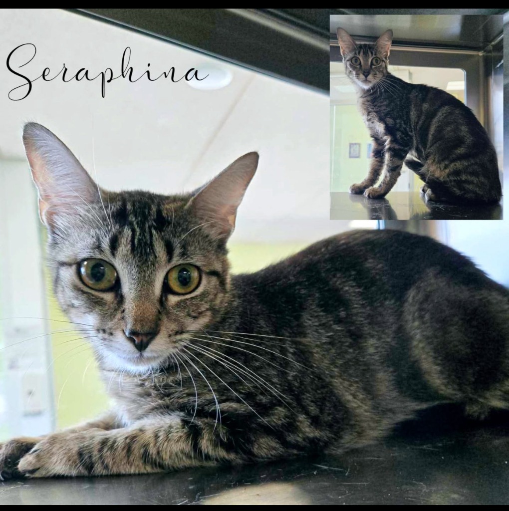 Seraphina