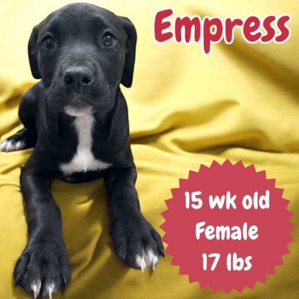 Empress (midnight) thumbnail 4
